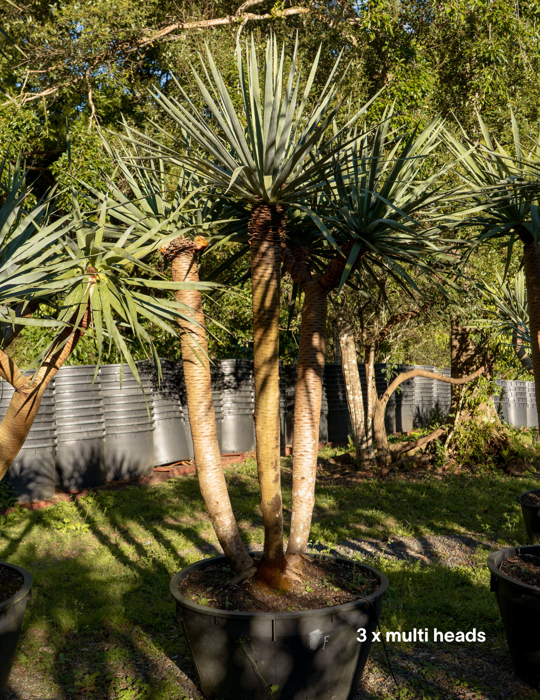 Dracaena draco – Dragon Tree