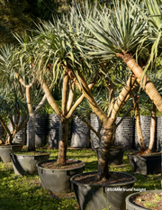 Dracaena draco – Dragon Tree - Evergreen Trees Direct