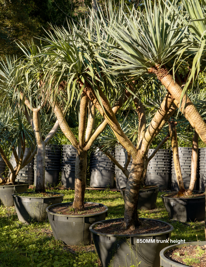850MM trunk - Ex Ground