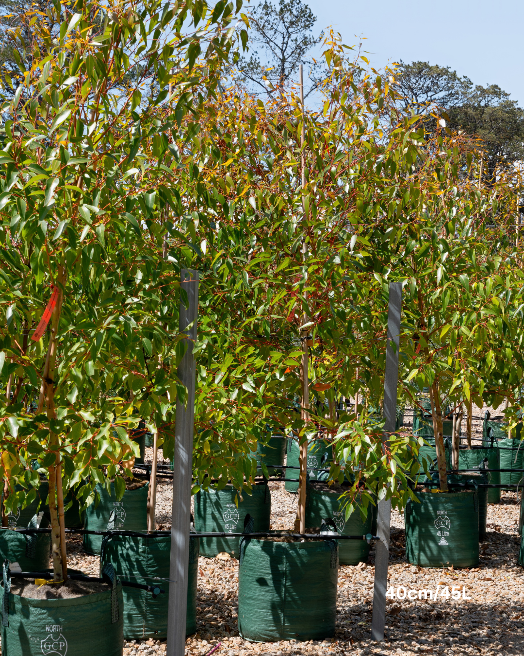Eucalyptus cladocalyx 'Nana' (Dwarf Sugar Gum)