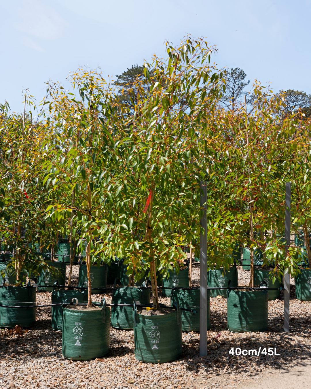 Eucalyptus cladocalyx 'Nana' (Dwarf Sugar Gum)