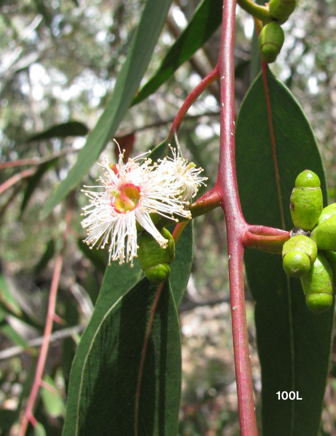 Eucalyptus Grandis - Flooded Gum - Evergreen Trees Direct