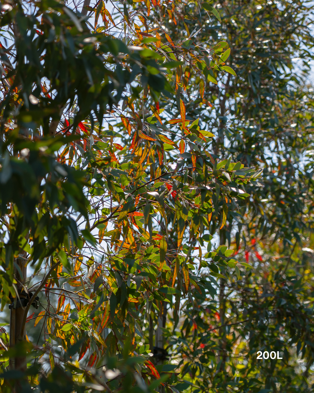 Eucalyptus macrandra Long-flowered Marlock