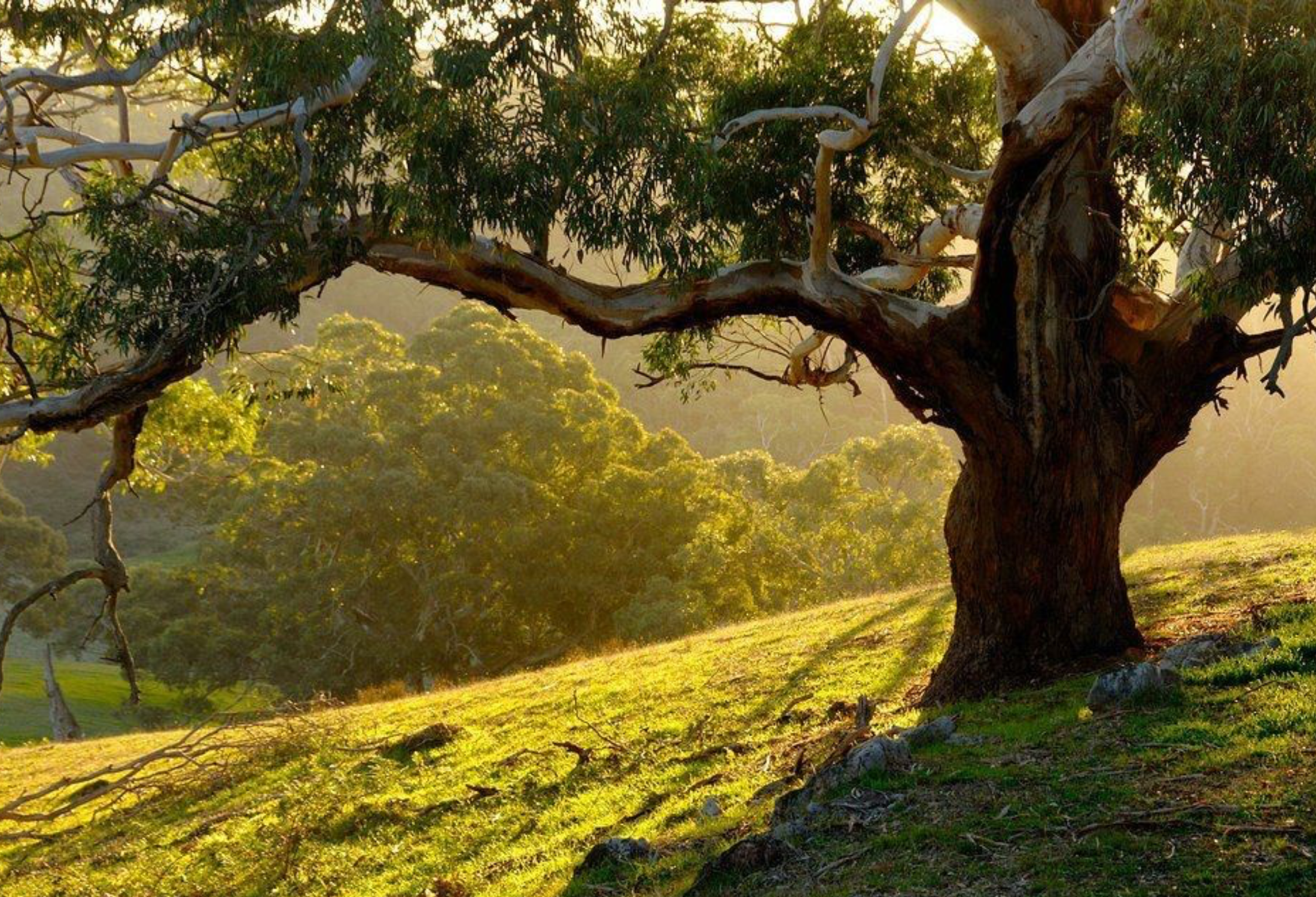 Evergreen Trees Direct