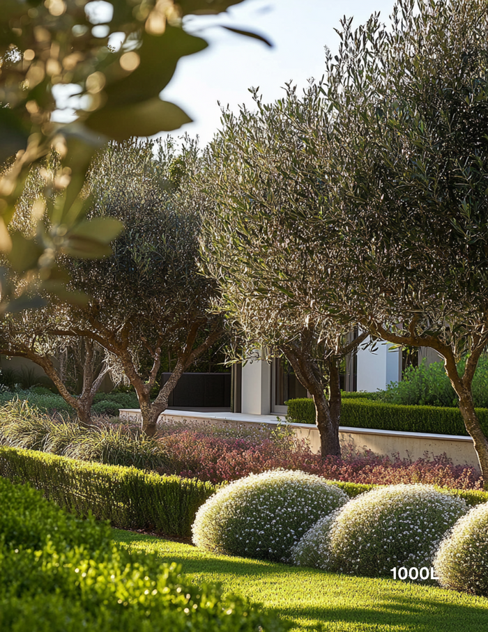 Olea europaea - Olive Tree (Ex Ground) - Evergreen Trees Direct