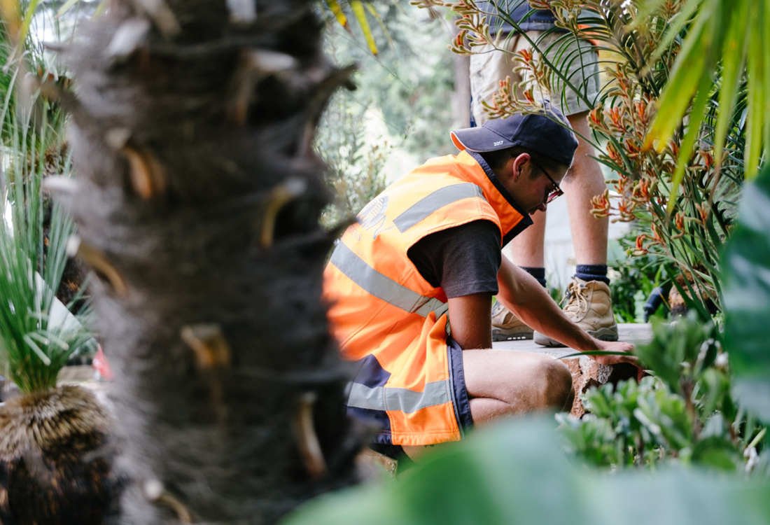 Top 5 Evergreen Trees with Non-Invasive Roots - Evergreen Trees Direct