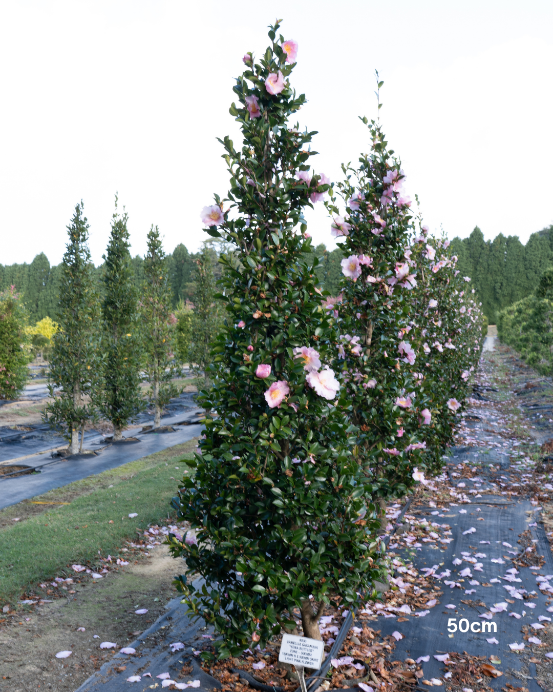 Camellia sasanqua ‘Edna Butler’ – Edna Butler Camellia