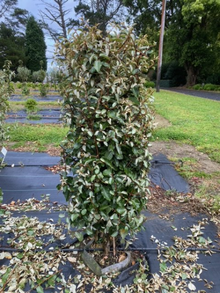 Elaeagnus x ebbingei 50L hedge form