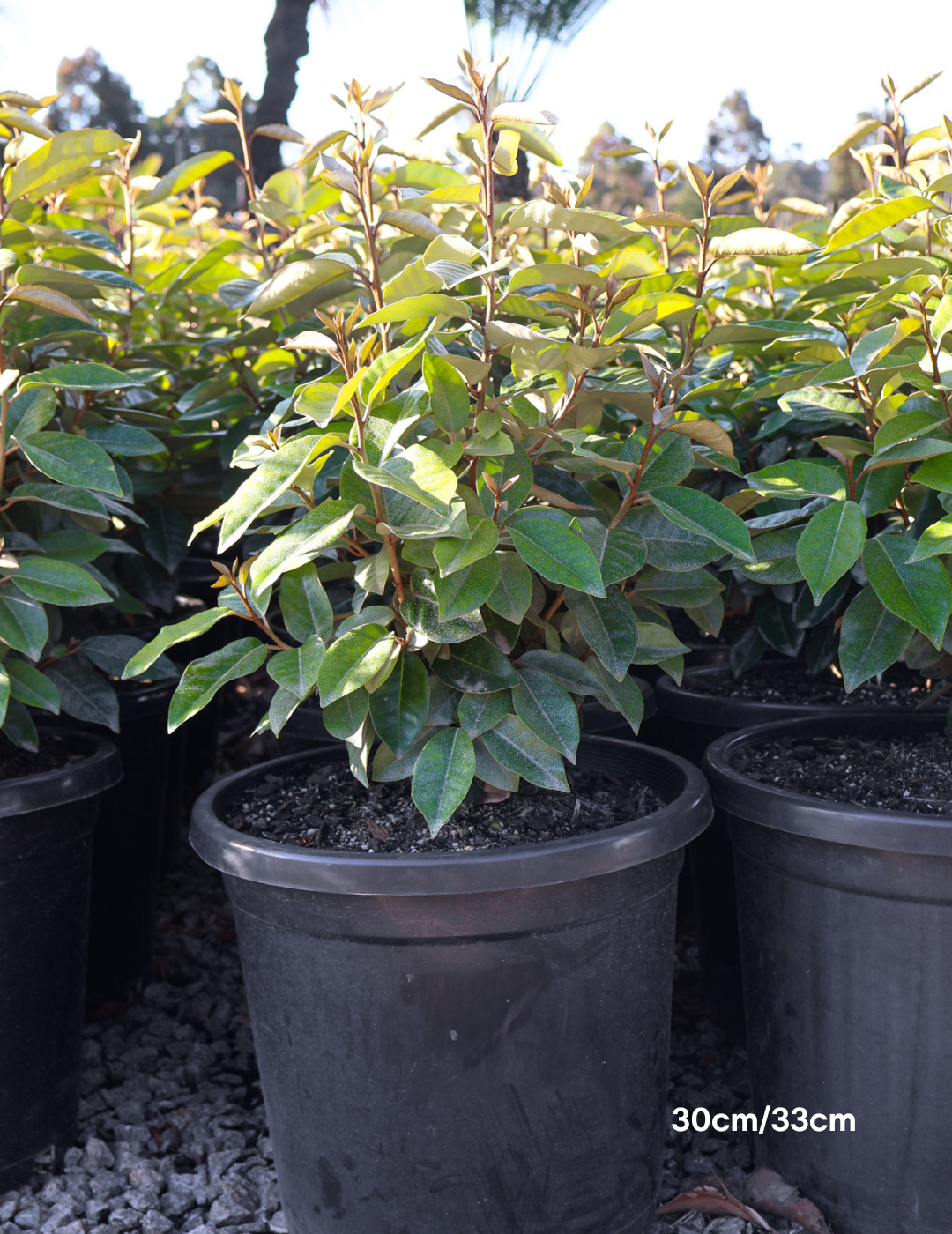 Elaeagnus Ebbingei - Evergreen Trees Direct