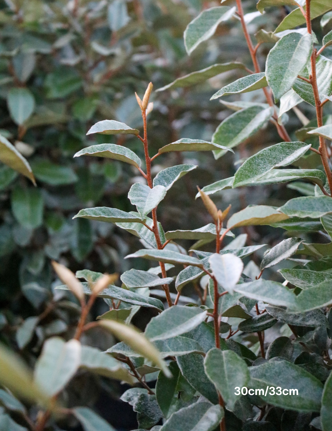 Elaeagnus Ebbingei - Evergreen Trees Direct