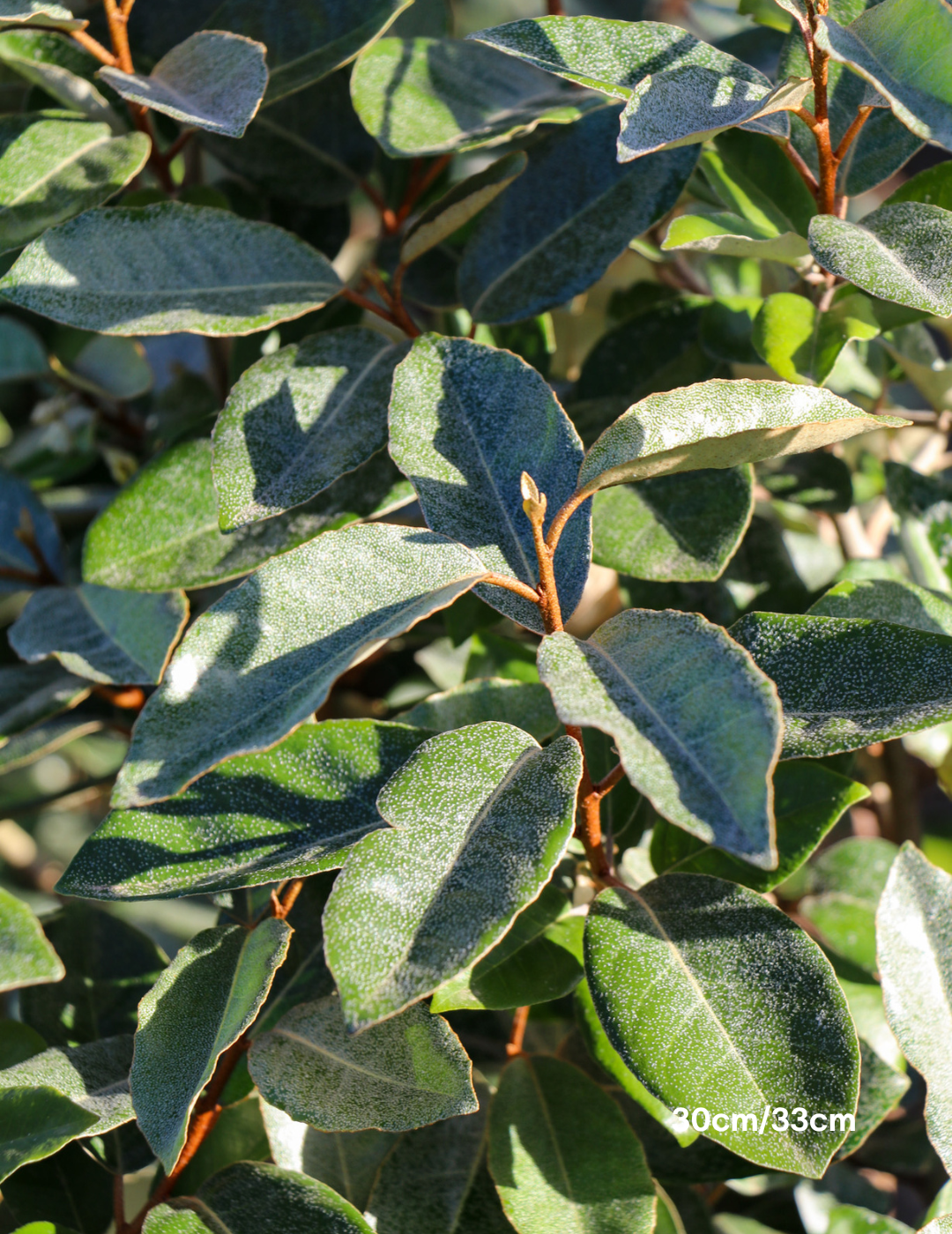 Elaeagnus Ebbingei - Evergreen Trees Direct