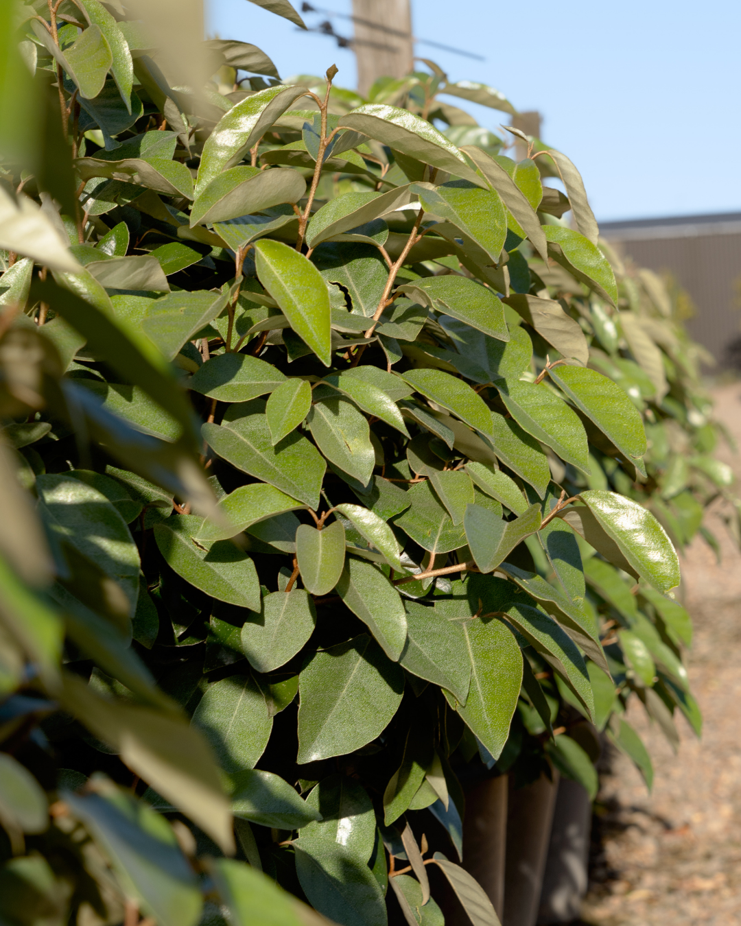 Evergreen Trees Direct