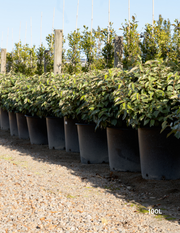 Elaeagnus × ebbingei balls - Evergreen Trees Direct
