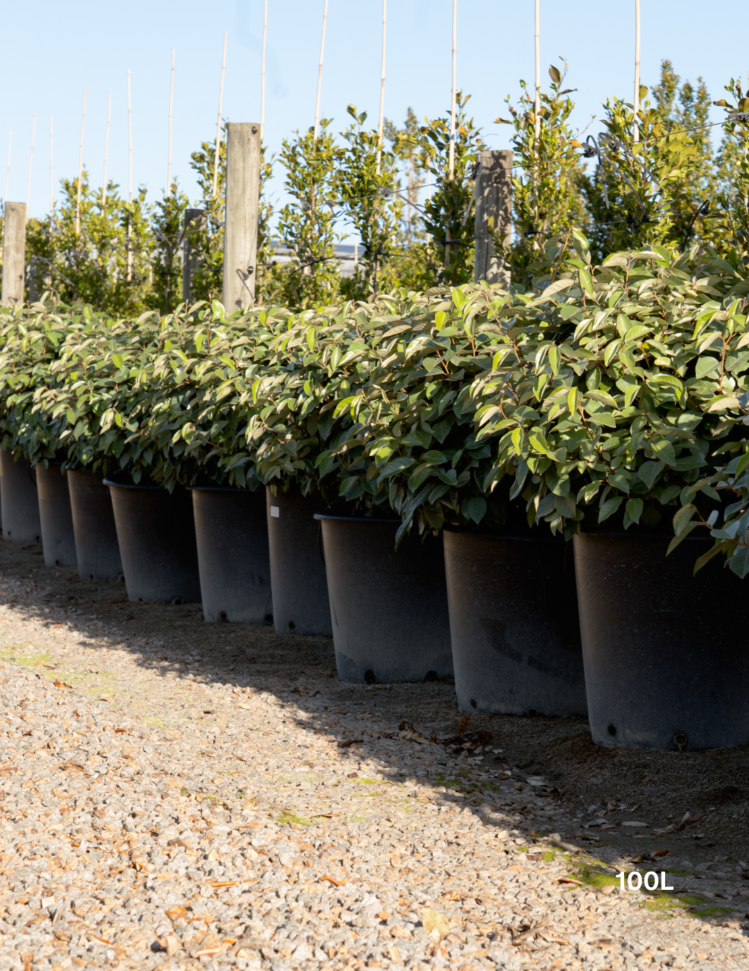 Elaeagnus x ebbingei 100L topiary ball