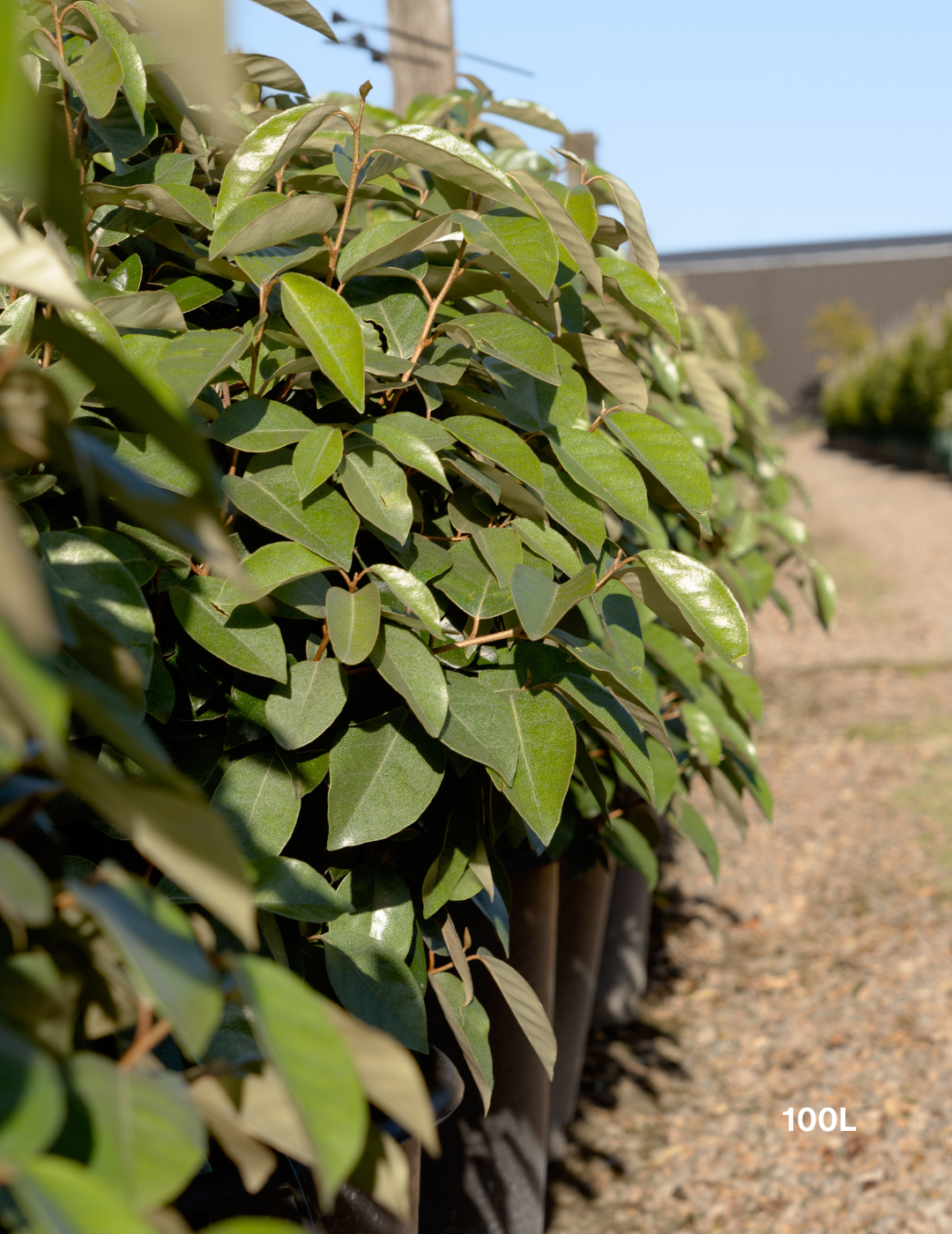 Elaeagnus x ebbingei Ball Form - Evergreen Trees Direct