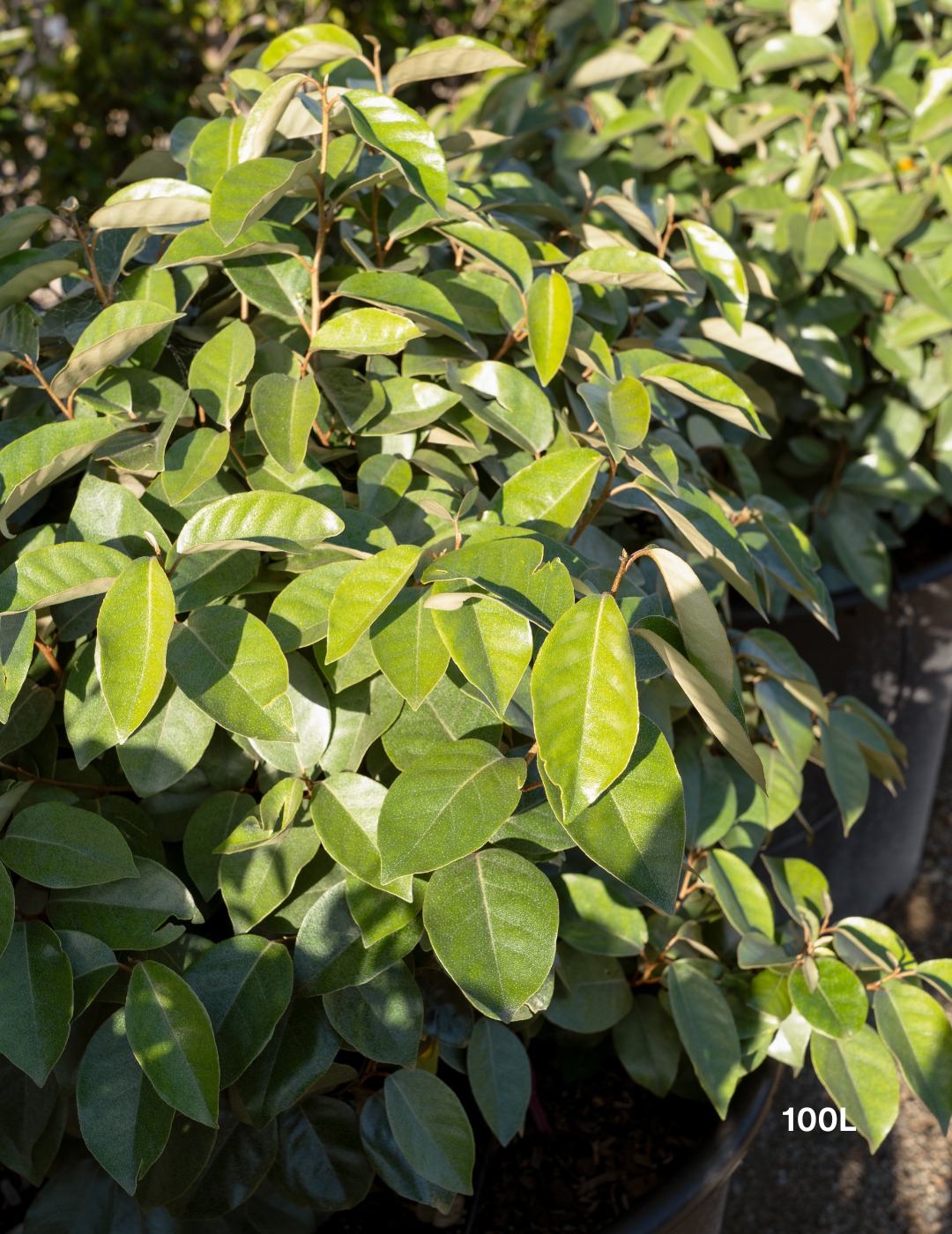Elaeagnus x ebbingei Ball Form - Evergreen Trees Direct
