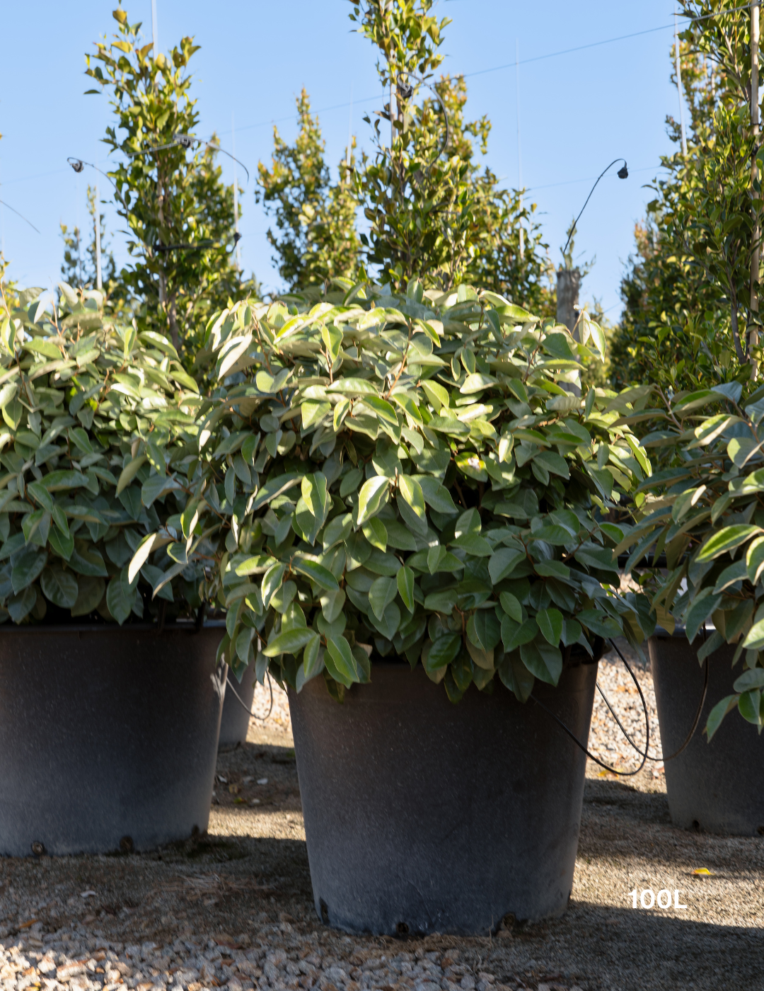 Elaeagnus x ebbingei Ball Form - Evergreen Trees Direct