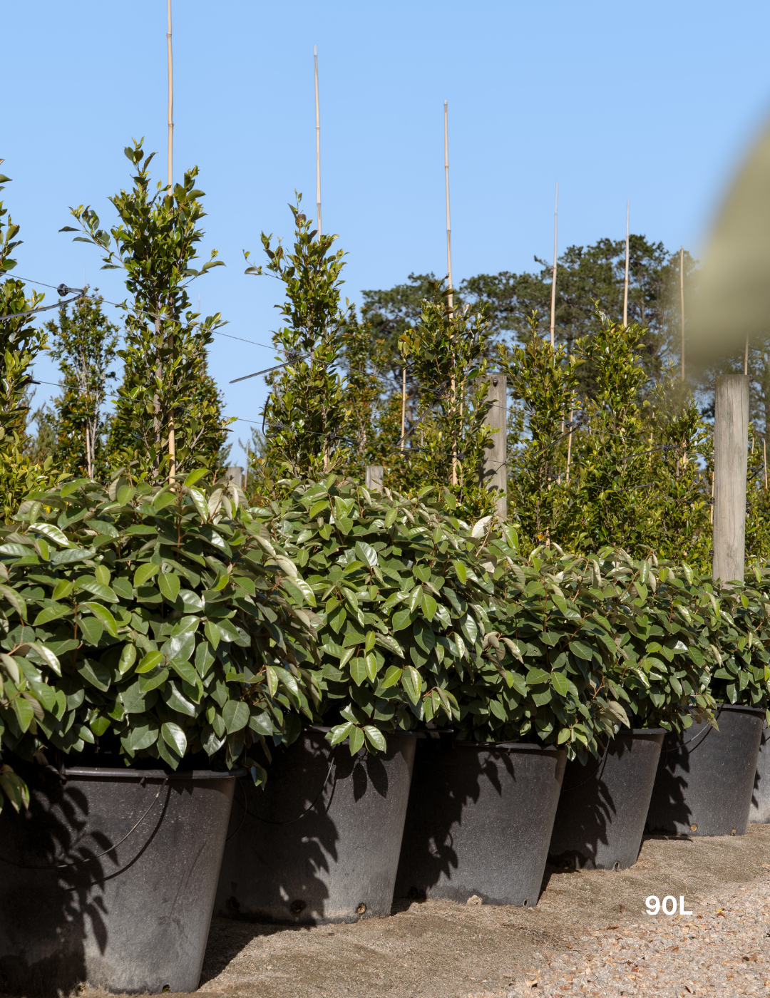 Elaeagnus × ebbingei balls - Evergreen Trees Direct
