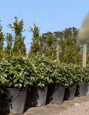 Elaeagnus × ebbingei balls - Evergreen Trees Direct