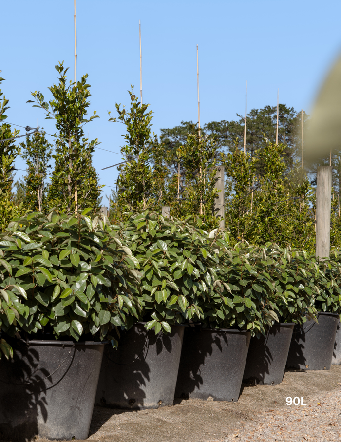 Elaeagnus × ebbingei balls - Evergreen Trees Direct