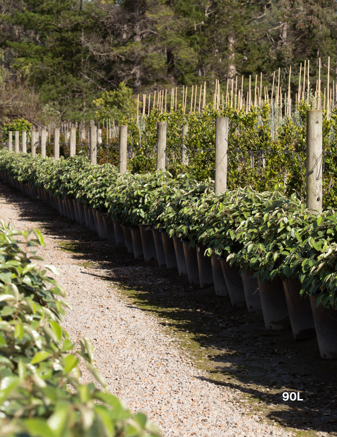 Elaeagnus x ebbingei Ball Form - Evergreen Trees Direct