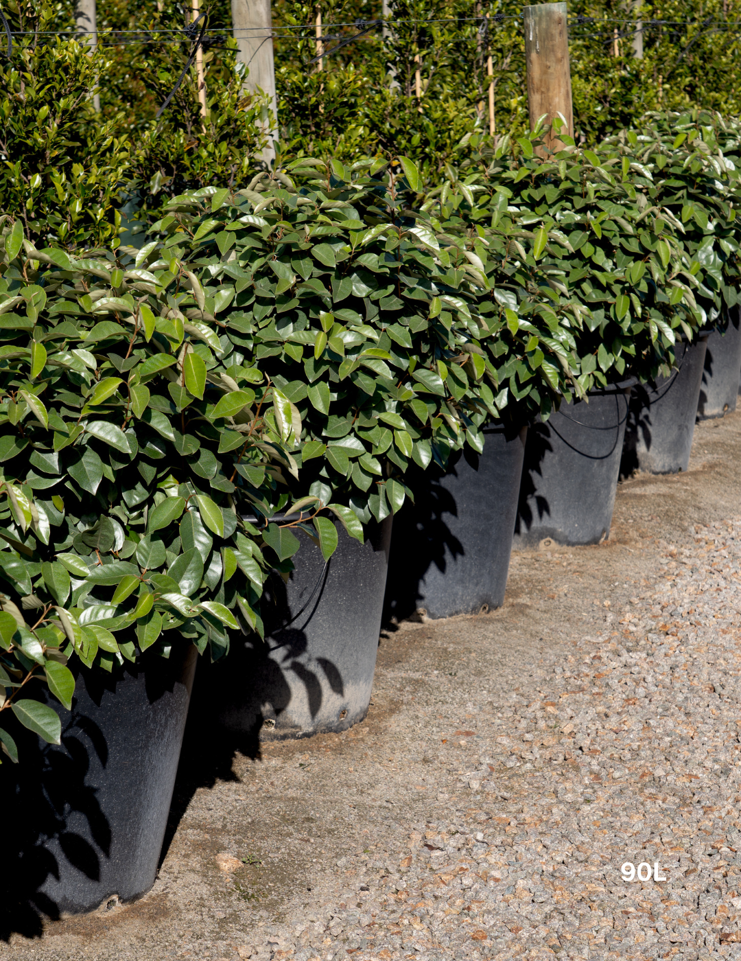 Elaeagnus x ebbingei Ball Form - Evergreen Trees Direct