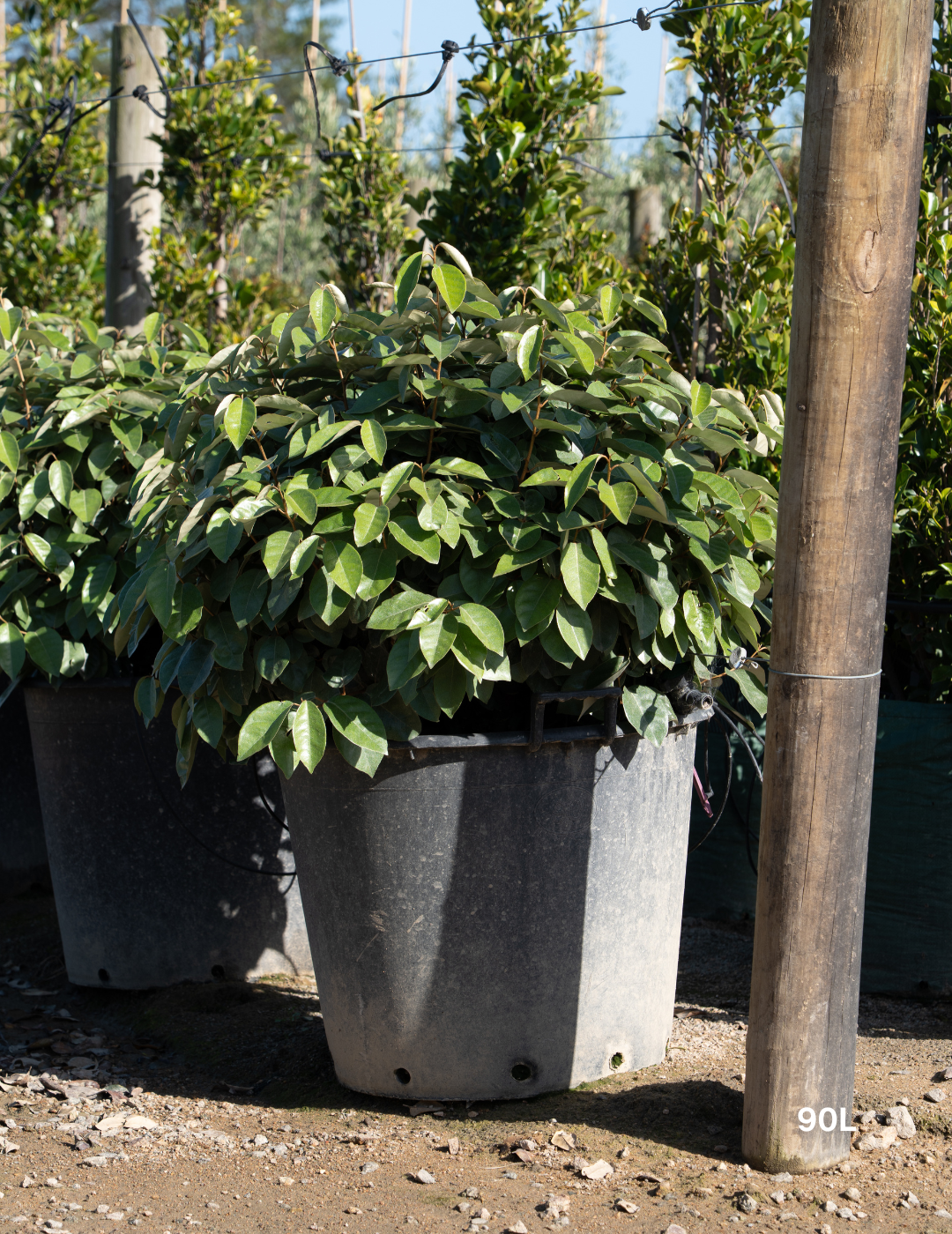 Elaeagnus × ebbingei balls - Evergreen Trees Direct
