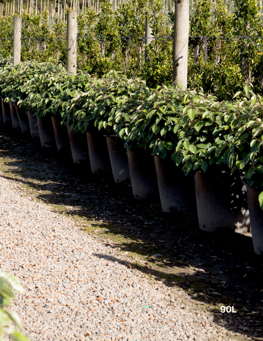 Elaeagnus × ebbingei balls - Evergreen Trees Direct