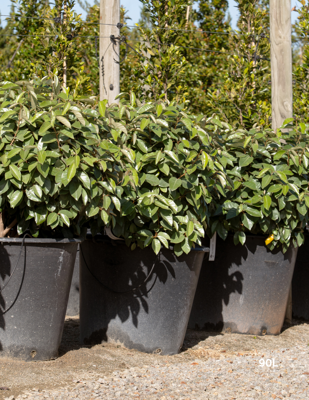 Elaeagnus x ebbingei Ball Form - Evergreen Trees Direct
