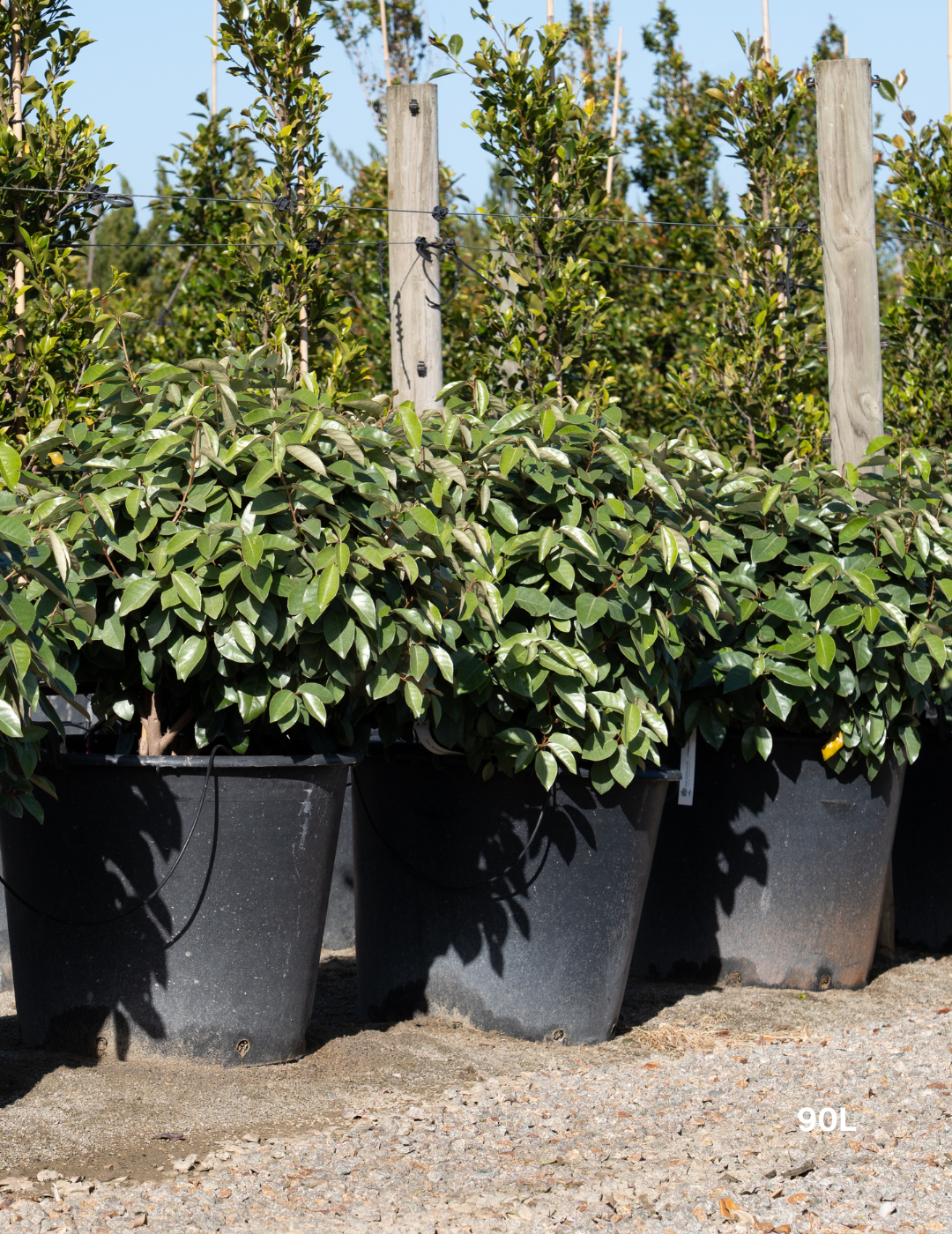 Elaeagnus x ebbingei Ball Form - Evergreen Trees Direct