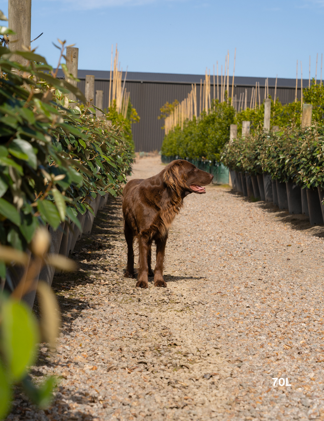 Elaeagnus × ebbingei balls