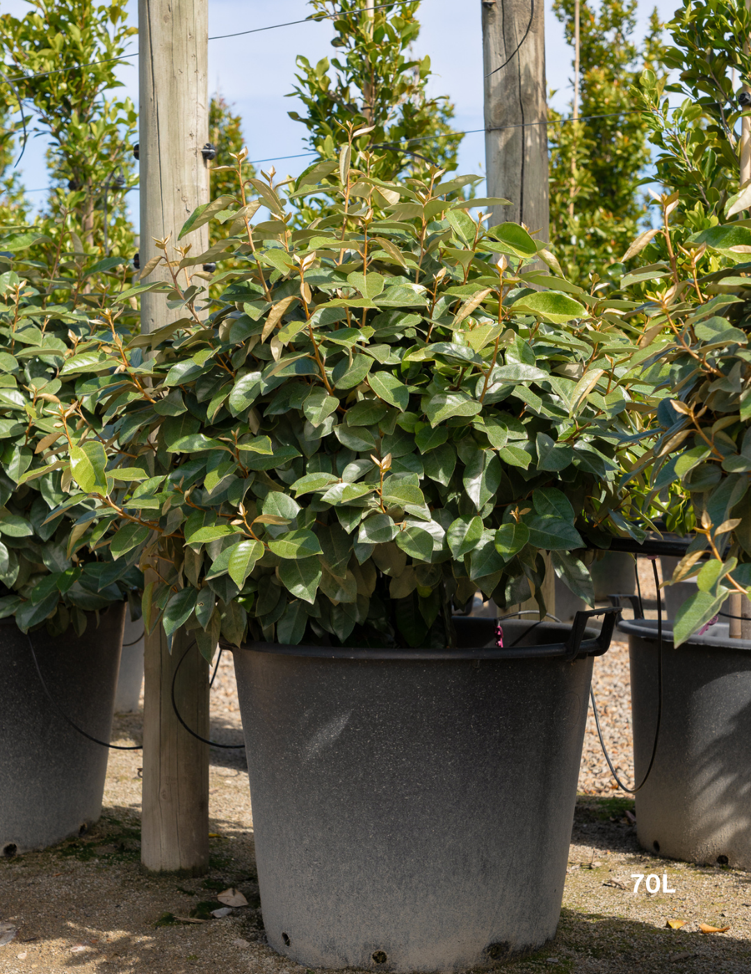 Elaeagnus × ebbingei balls