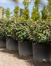 Elaeagnus × ebbingei balls - Evergreen Trees Direct