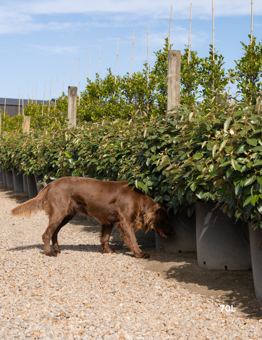 Elaeagnus x ebbingei 70L topiary ball