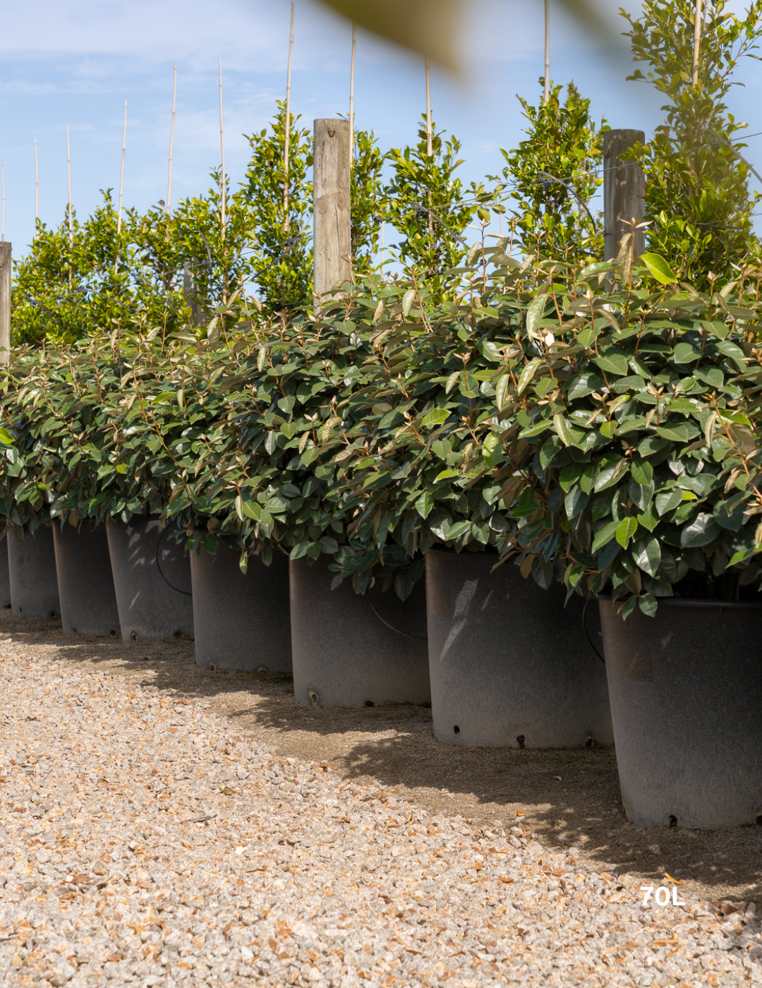 Elaeagnus × ebbingei balls - Evergreen Trees Direct