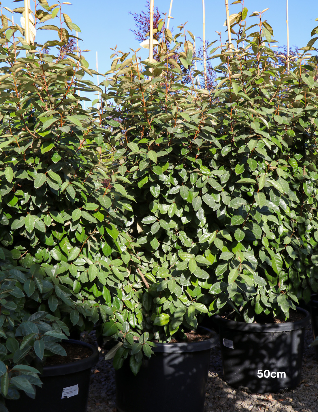 Elaeagnus Ebbingei - Evergreen Trees Direct