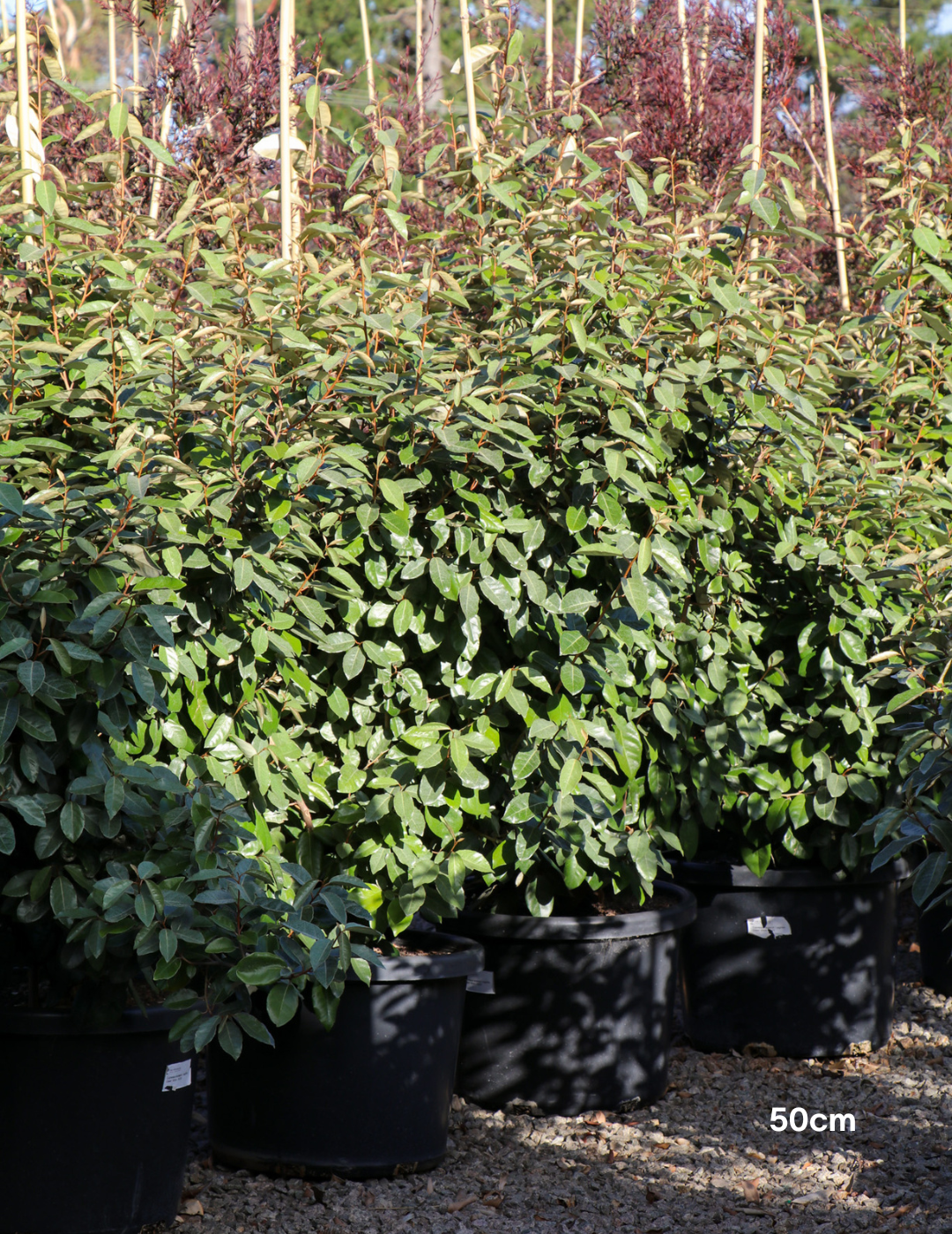 Elaeagnus Ebbingei - Evergreen Trees Direct