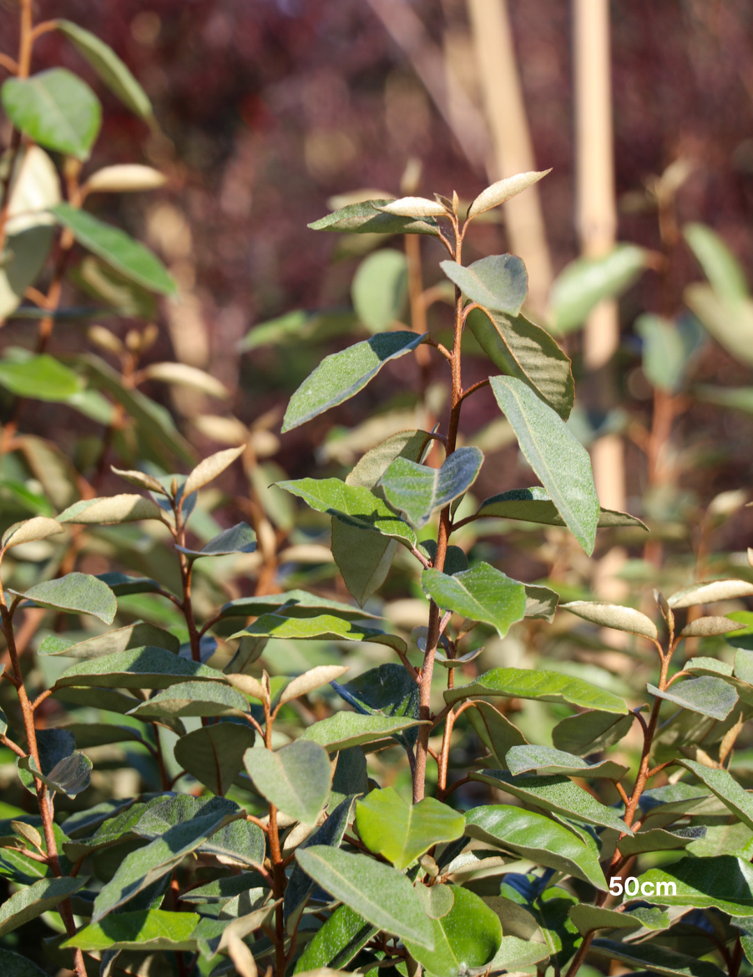 Elaeagnus Ebbingei - Evergreen Trees Direct