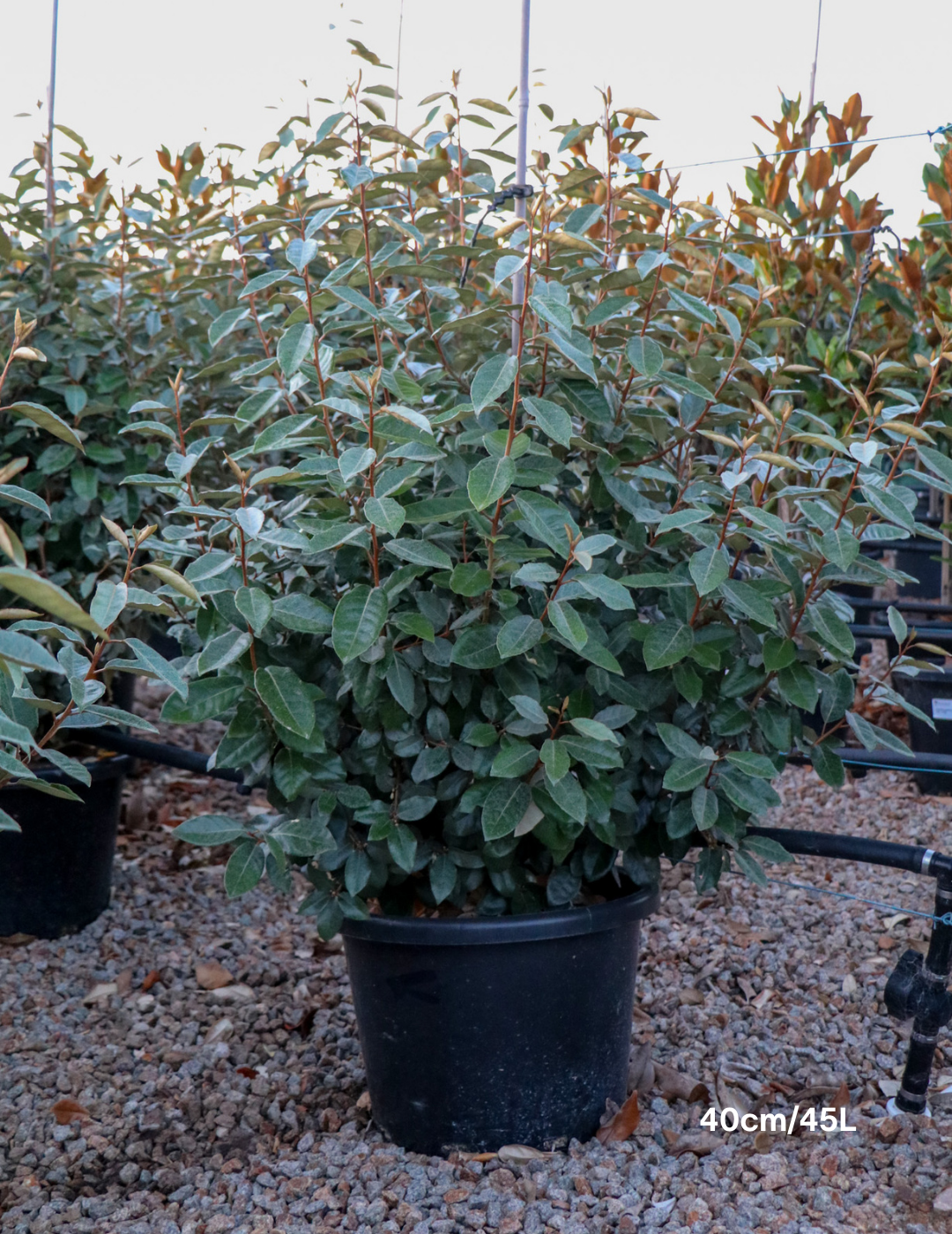 Elaeagnus Ebbingei - Evergreen Trees Direct