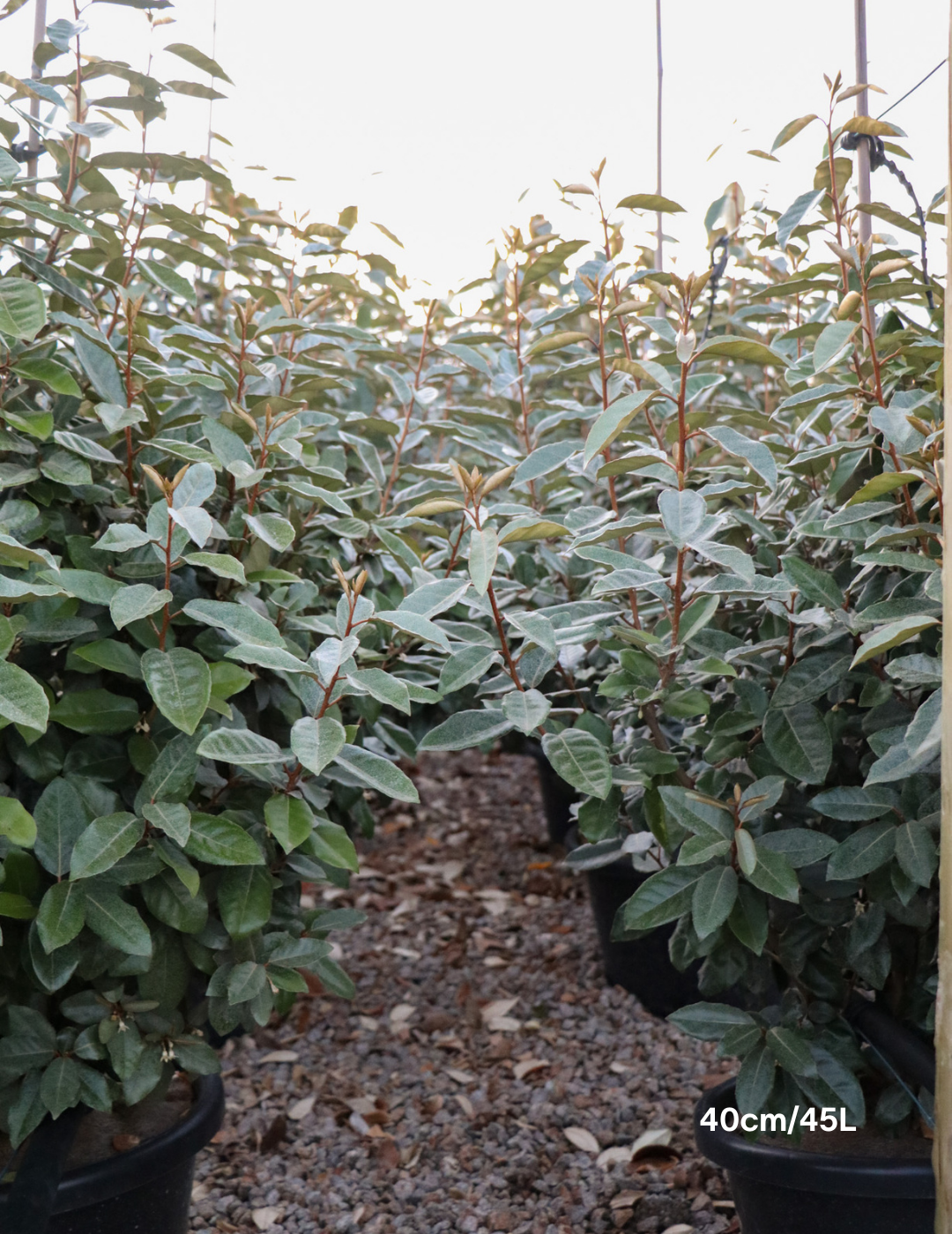 Elaeagnus Ebbingei - Evergreen Trees Direct