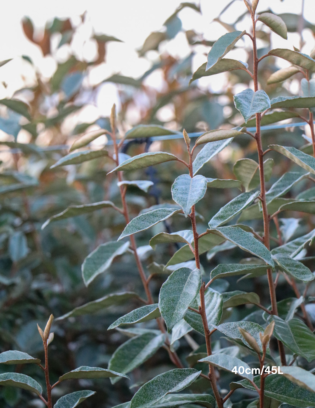 Elaeagnus Ebbingei - Evergreen Trees Direct