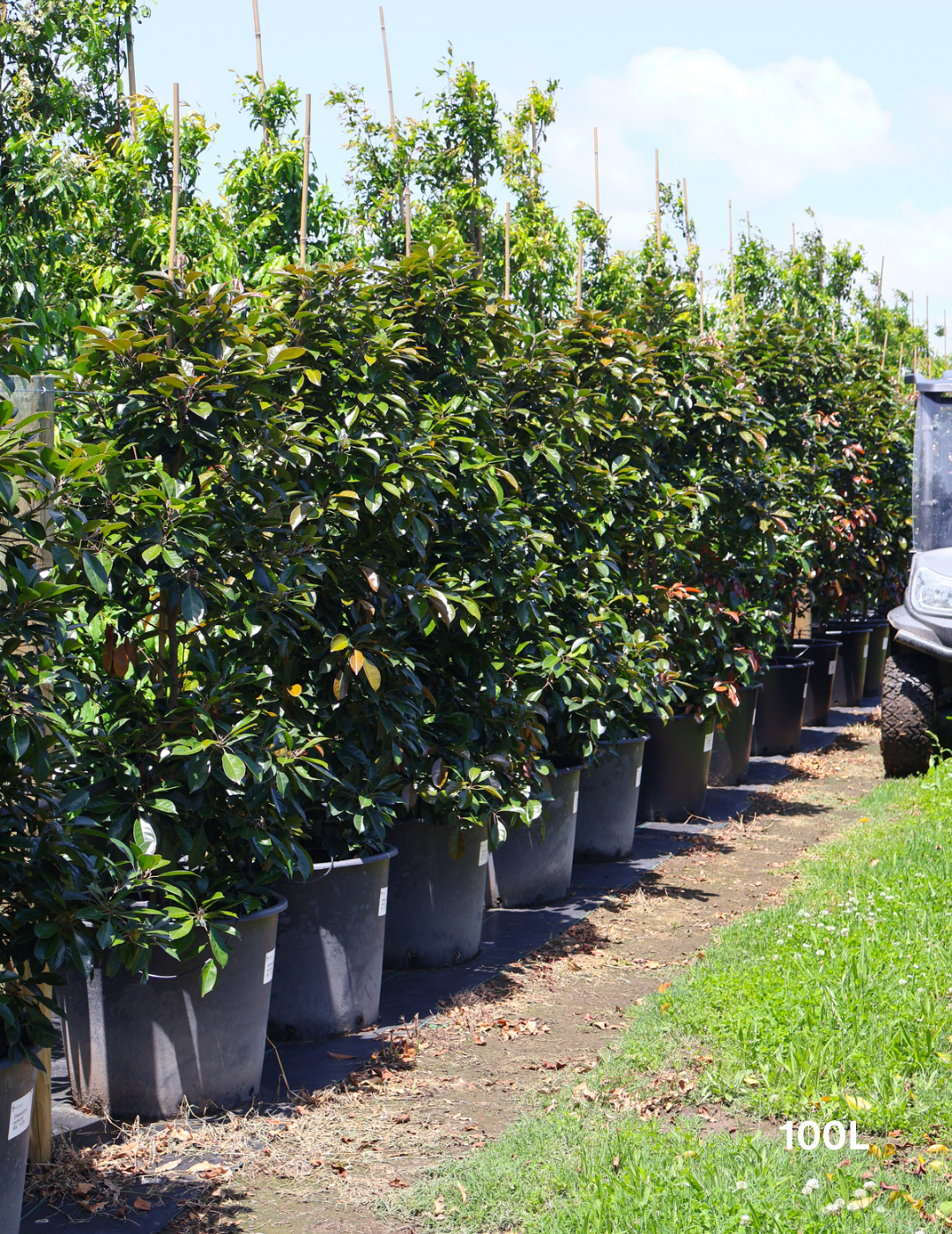 Elaeocarpus Eumundi - Evergreen Trees Direct