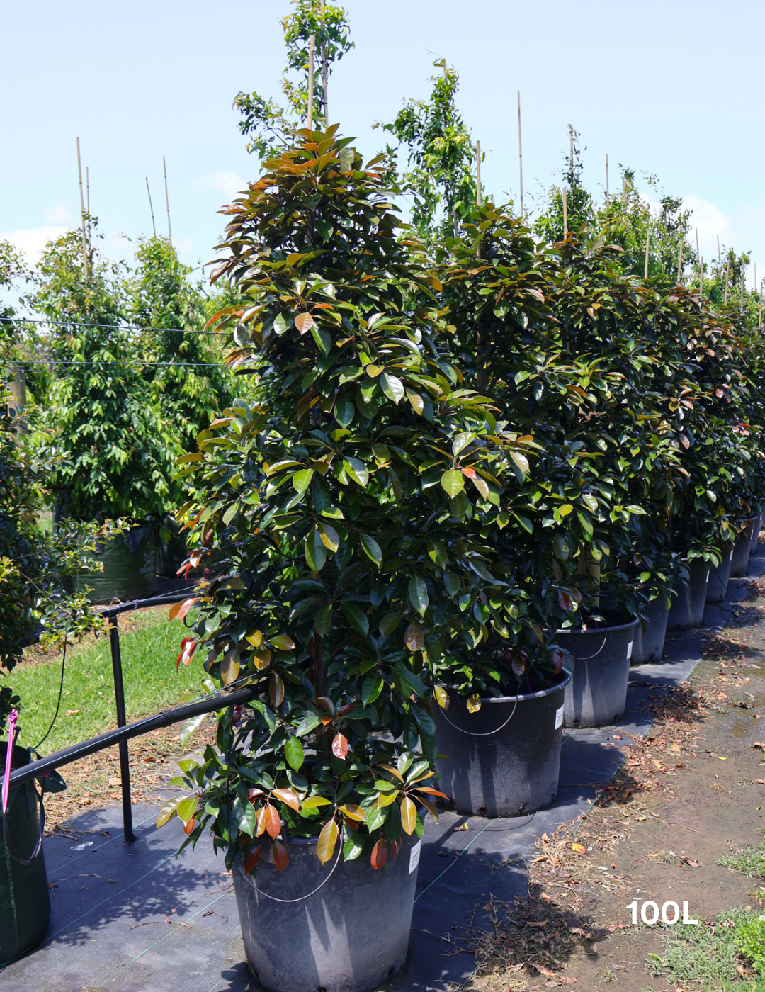 Elaeocarpus Eumundi - Evergreen Trees Direct