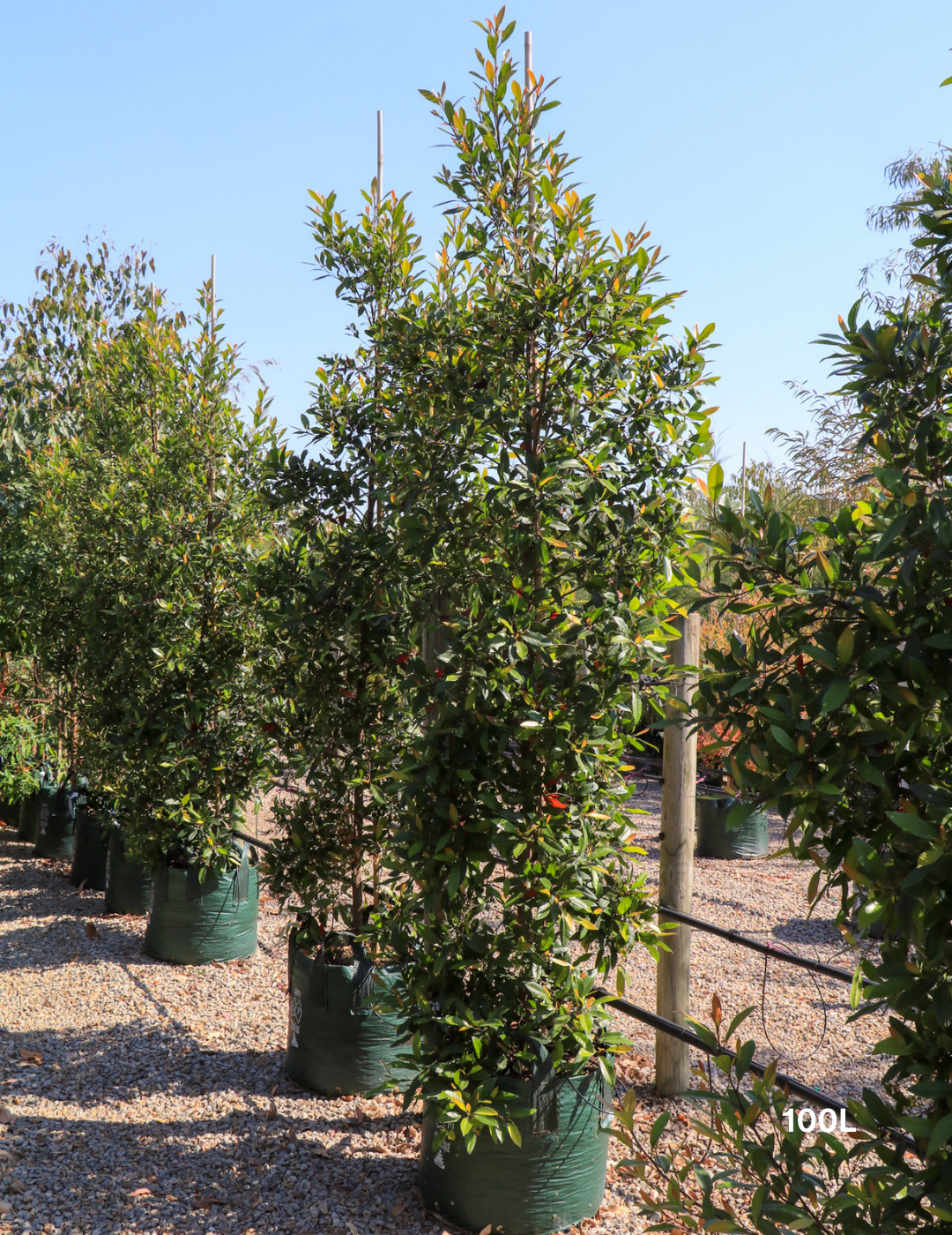 Elaeocarpus reticulatus (Blueberry Ash) - Evergreen Trees Direct