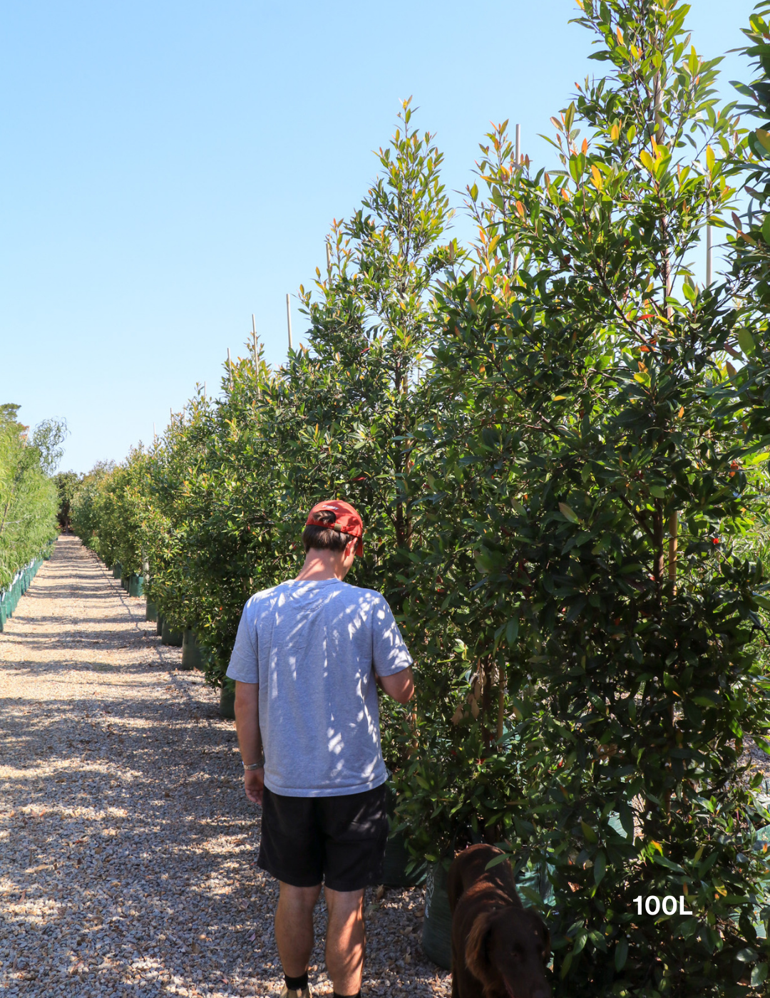 Elaeocarpus reticulatus (Blueberry Ash) - Evergreen Trees Direct