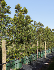 Elaeocarpus reticulatus (Blueberry Ash) - Evergreen Trees Direct