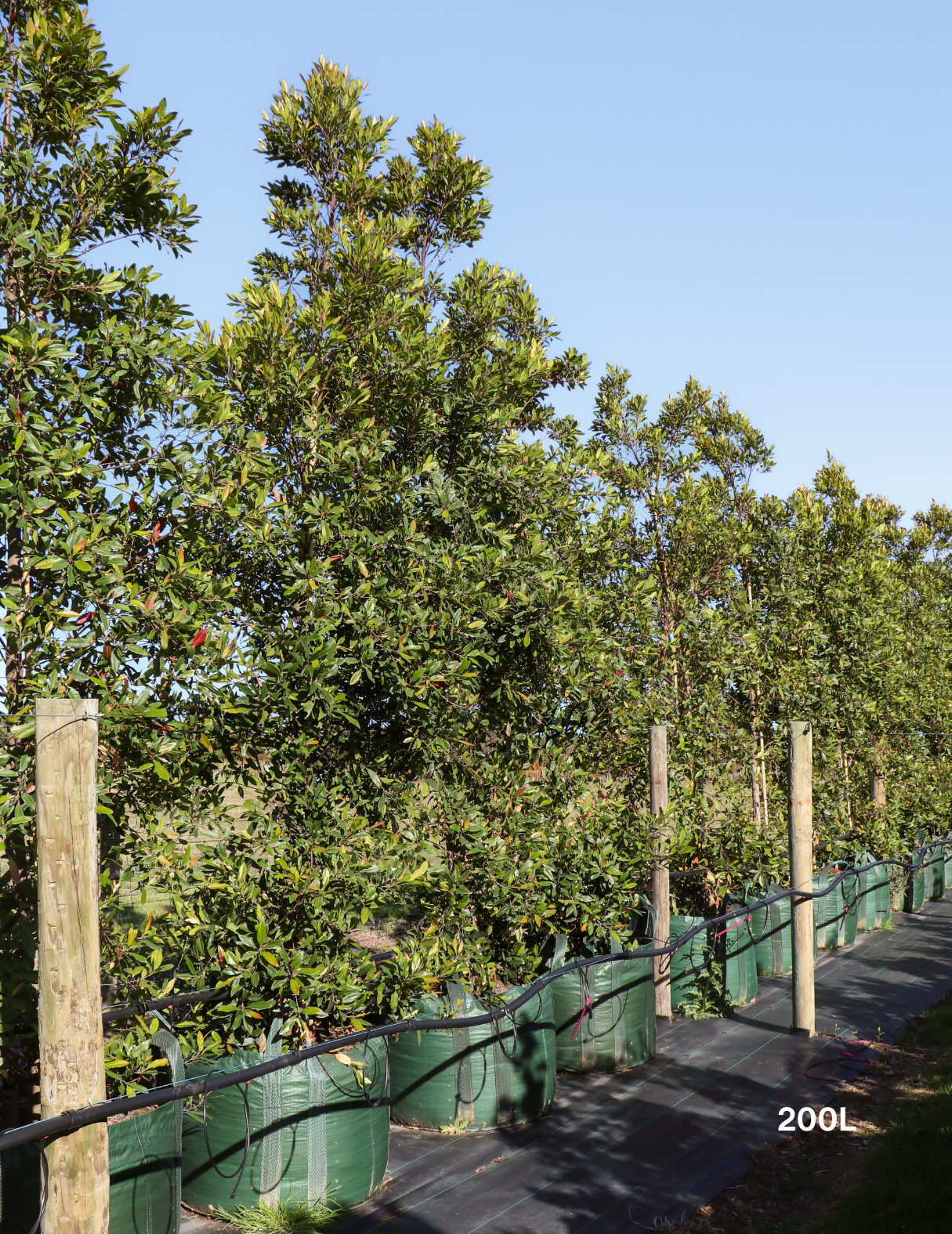 Elaeocarpus reticulatus (Blueberry Ash) - Evergreen Trees Direct