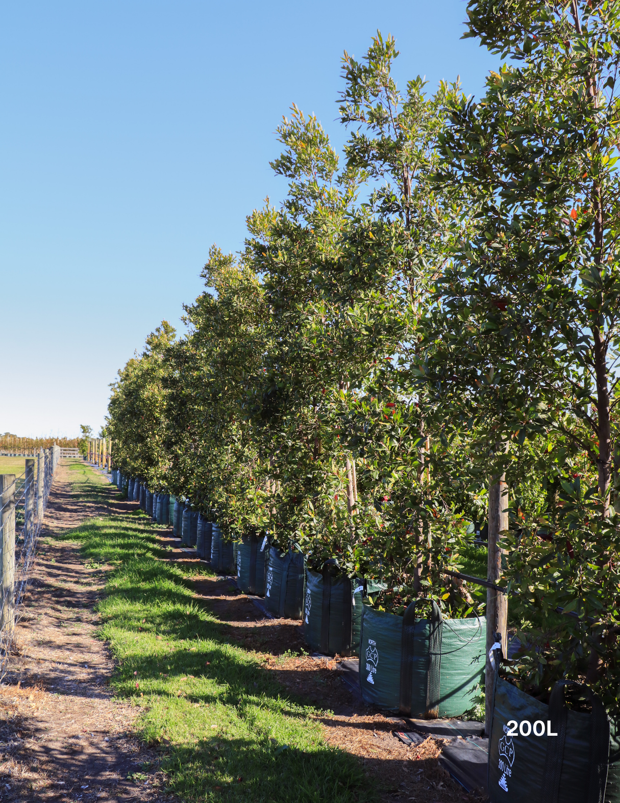 Elaeocarpus reticulatus (Blueberry Ash) - Evergreen Trees Direct
