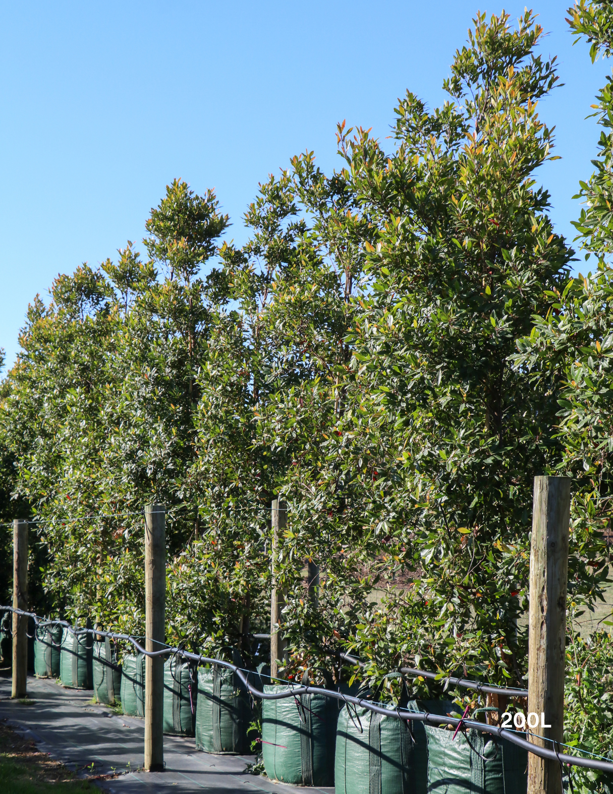 Elaeocarpus reticulatus (Blueberry Ash) - Evergreen Trees Direct