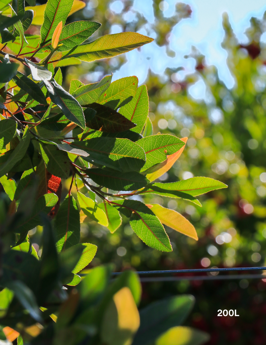 Elaeocarpus reticulatus (Blueberry Ash) - Evergreen Trees Direct